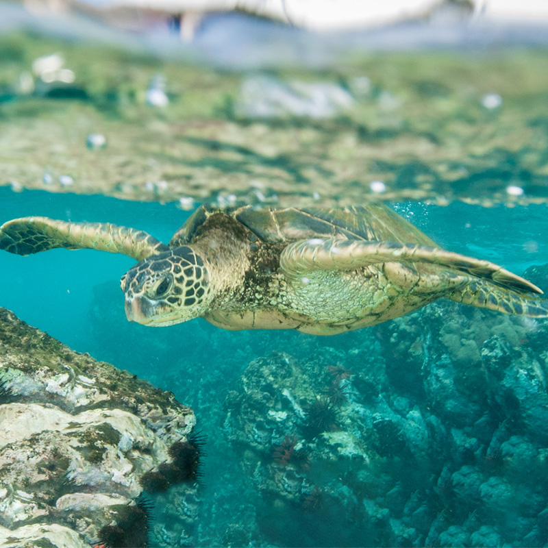 Turtle